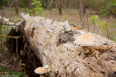 Kulturpfad 'Steine ohne Grenzen'
