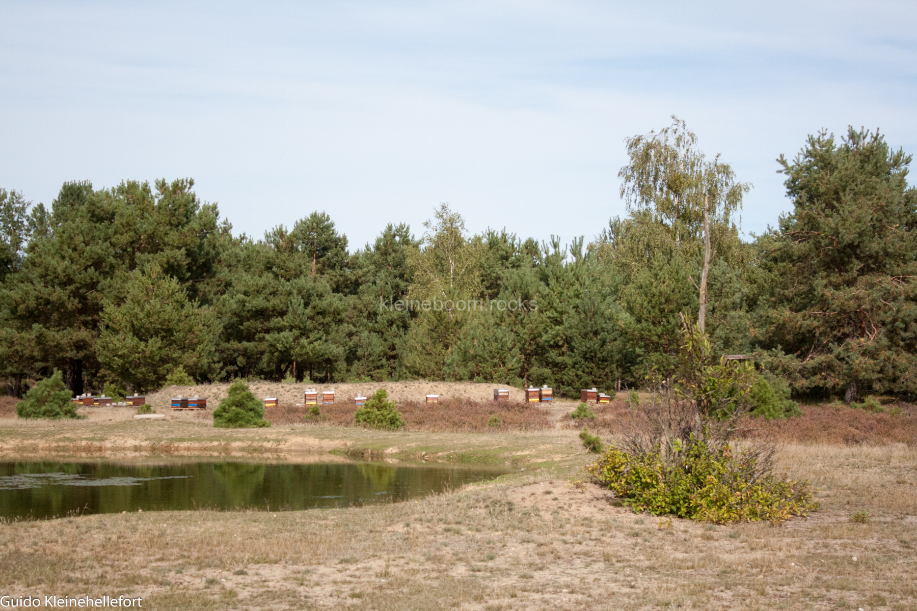 Schönower Heide