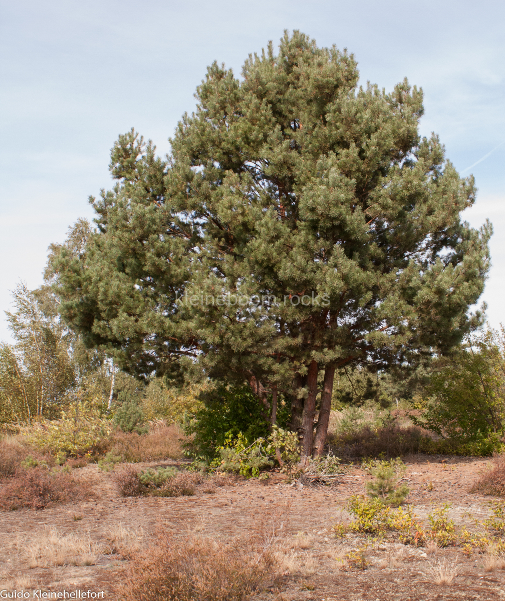 Schönower Heide