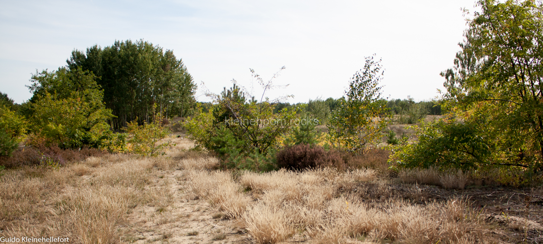 Schönower Heide